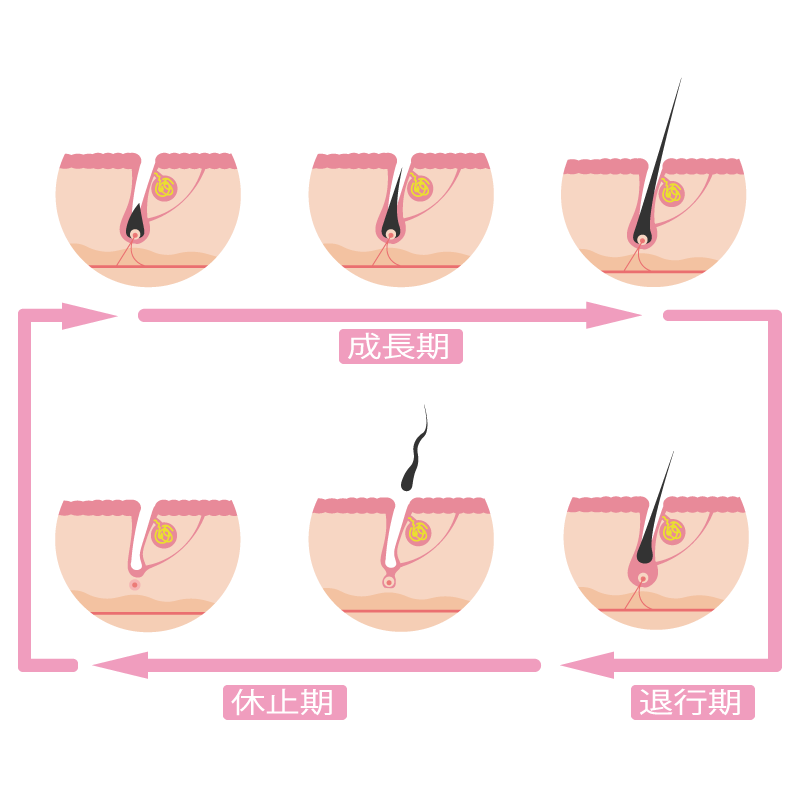 毛周期のイラスト