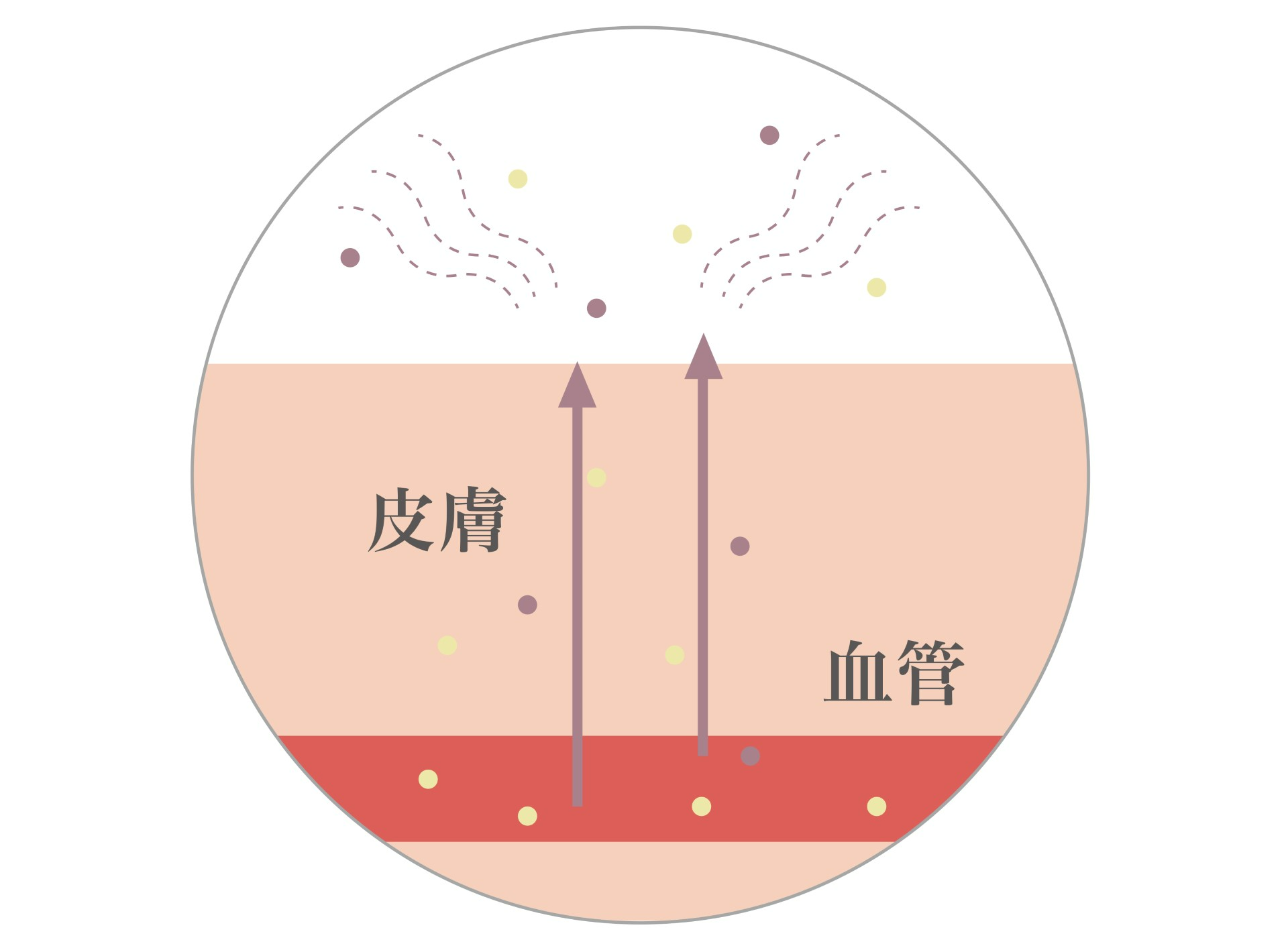 皮膚から出る体内臭のイラスト