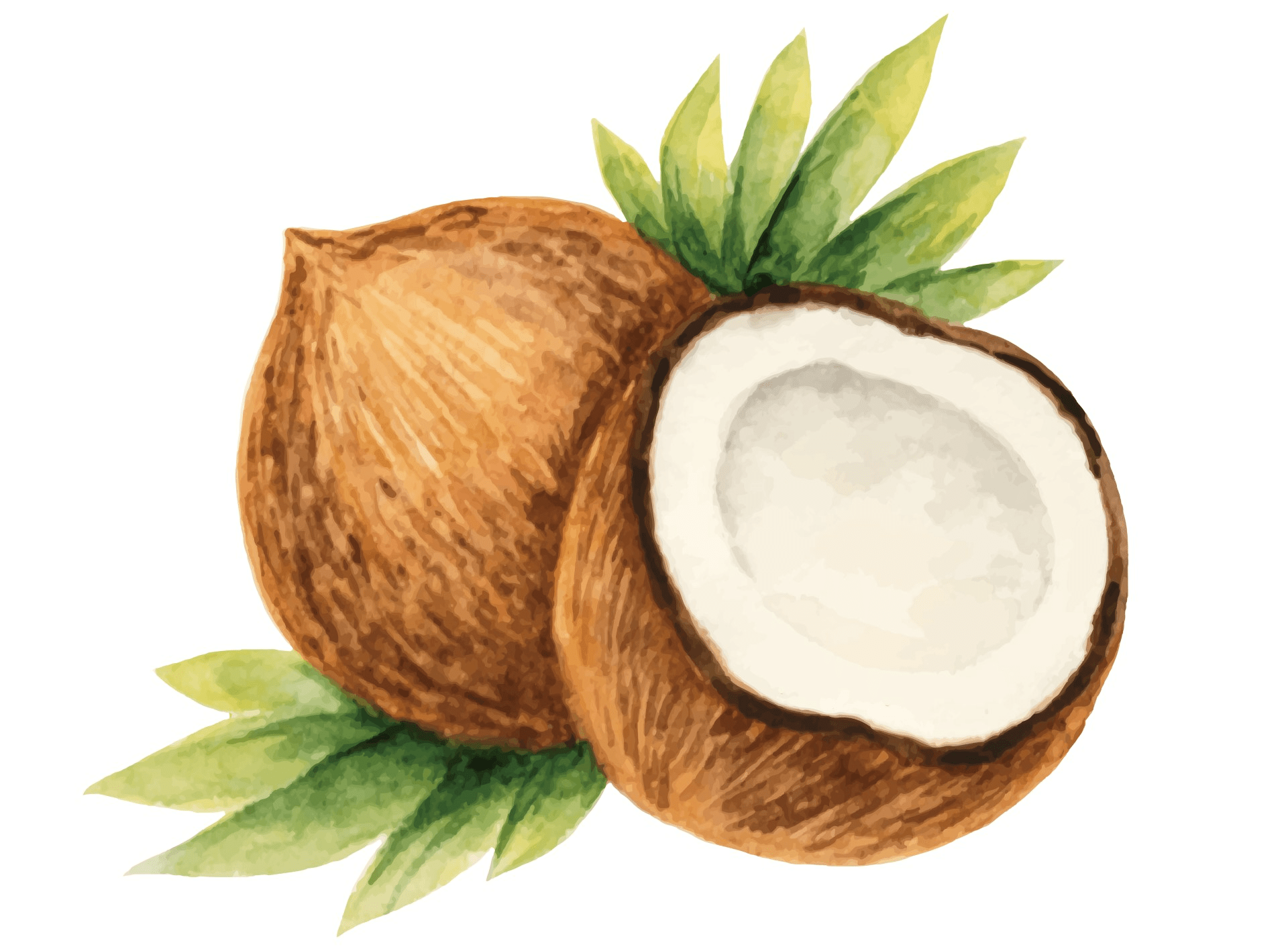 ココナッツのイラスト